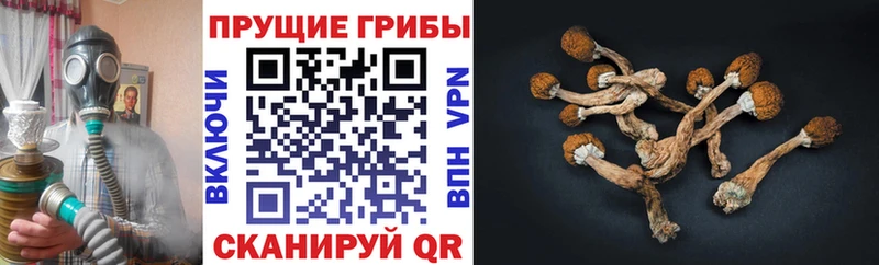 ОМГ ОМГ сайт  сколько стоит  Верхняя Тура  Псилоцибиновые грибы MAGIC MUSHROOMS 